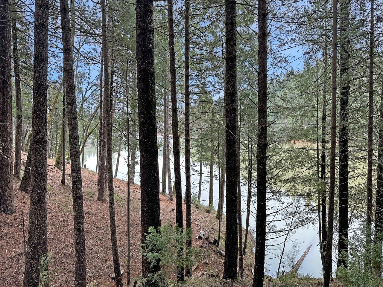 Tall pines on the parcel with Rollins Lake visible through the trees