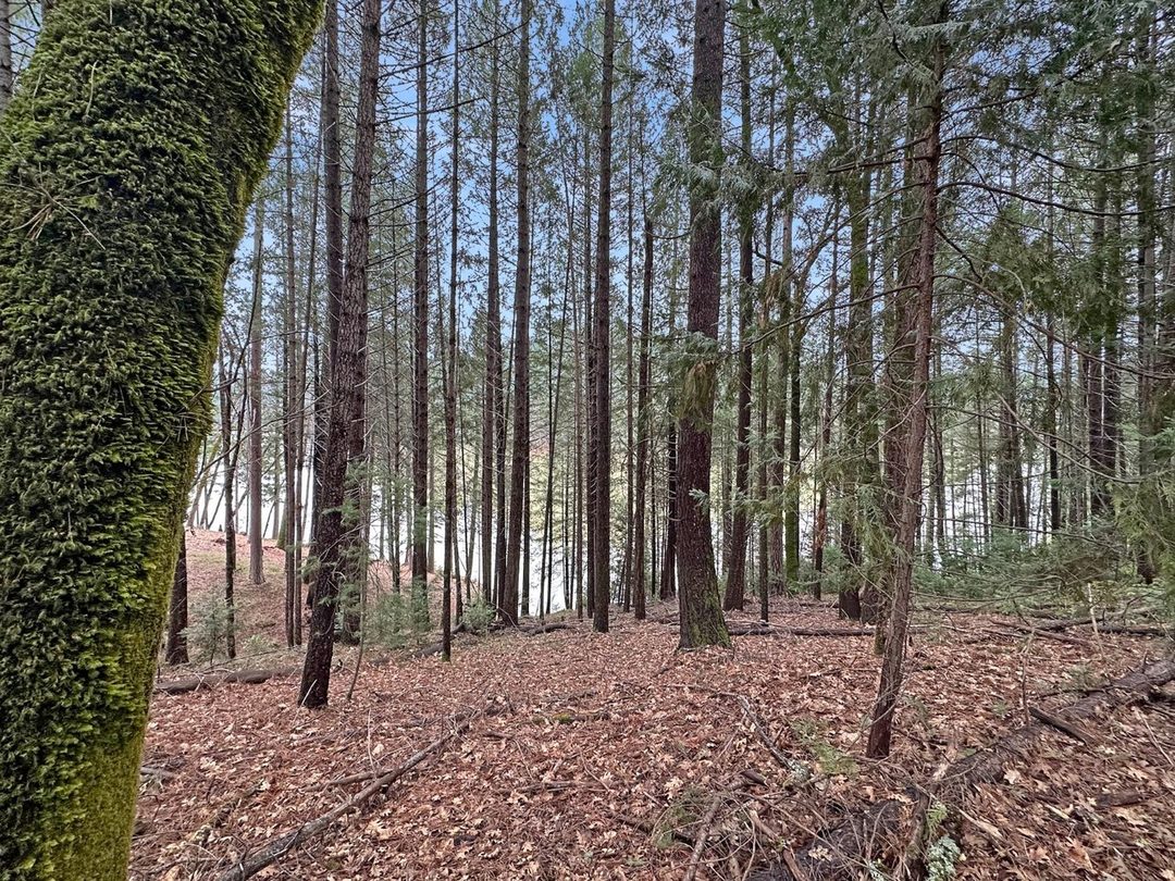 Mossy pine trunks on the wooded slope with the lake beyond