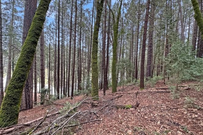 Mossy tree trunks and forest floor on the gentle slope