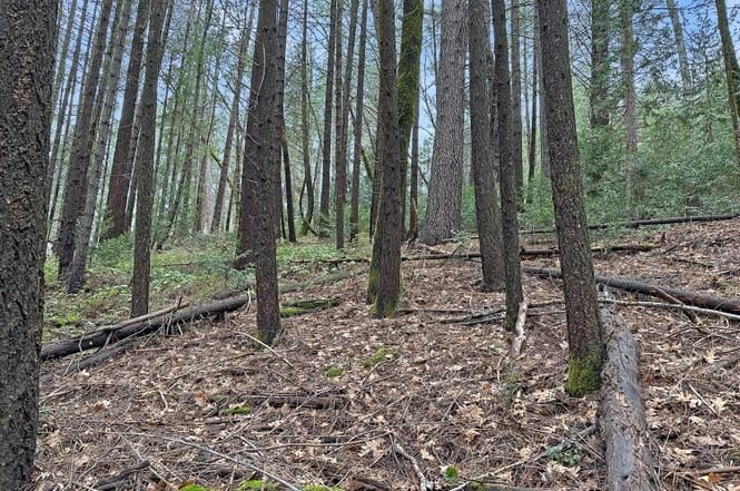 Forest floor of needles and fallen branches under the pines